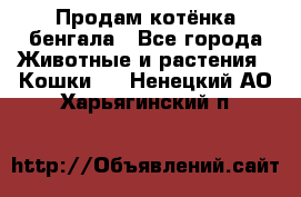 Продам котёнка бенгала - Все города Животные и растения » Кошки   . Ненецкий АО,Харьягинский п.